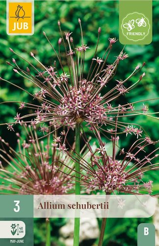 Allium schubertii 3 bollen - afbeelding 3