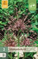 Allium schubertii 3 bollen