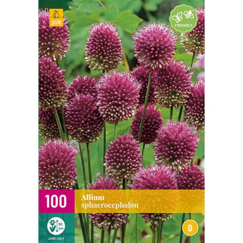 Allium sphaerocephalon 100 bollen - afbeelding 1