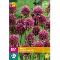 Allium sphaerocephalon 100 bollen - afbeelding 3