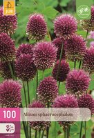 Allium sphaerocephalon 100 bollen