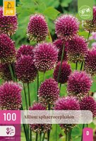 Allium sphaerocephalon 100 bollen - afbeelding 4