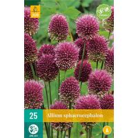 Allium sphaerocephalon 25 bollen - afbeelding 1