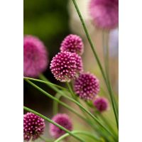 Allium sphaerocephalon 25 bollen - afbeelding 2