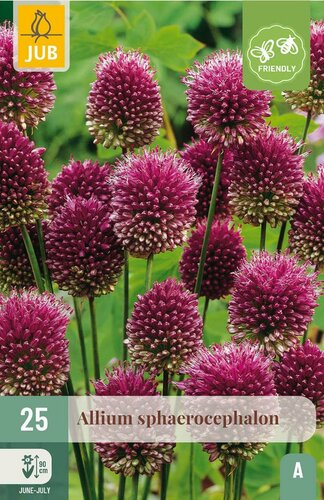 Allium sphaerocephalon 25 bollen - afbeelding 4