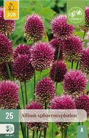 Allium sphaerocephalon 25 bollen - afbeelding 4