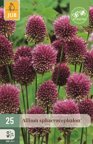 Allium sphaerocephalon 25 bollen - afbeelding 1