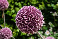 ALLIUM SUMMER DRUMMER