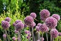 ALLIUM SUMMER DRUMMER