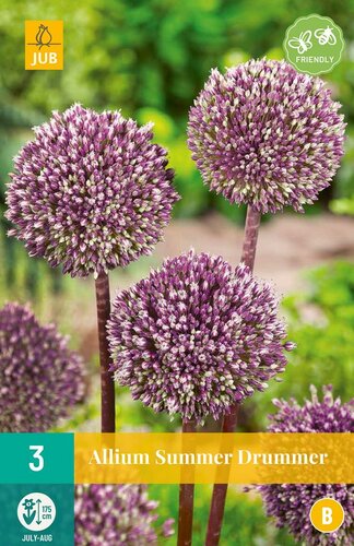 ALLIUM SUMMER DRUMMER