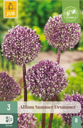 Allium summer drummer 3 bollen - afbeelding 4