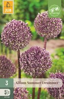ALLIUM SUMMER DRUMMER