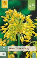 Allium yellow fantasy 7 bollen - afbeelding 3