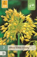 ALLIUM YELLOW FANTASY