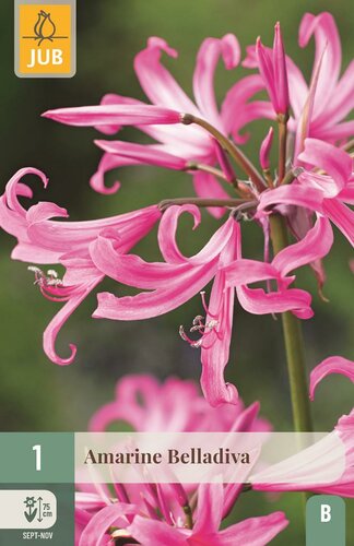 Amarine belladiva - afbeelding 1