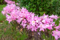 Amaryllis belladonna - afbeelding 2