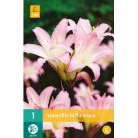 Amaryllis belladonna - afbeelding 1