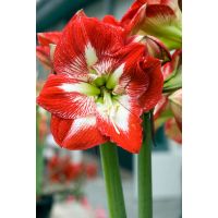 Amaryllis enkel rood / wit 1 bol - afbeelding 2