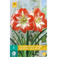 Amaryllis enkel rood / wit 1 bol - afbeelding 1