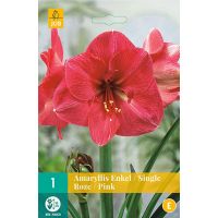 Amaryllis enkel roze 1 bol - afbeelding 1