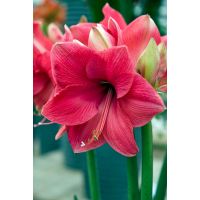 Amaryllis enkel roze 1 bol - afbeelding 2