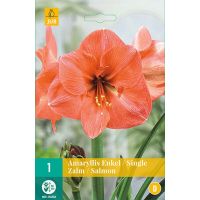 Amaryllis enkel zalm 1 bol