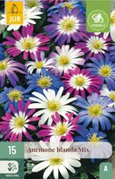 Anemone blanda mix 15 bollen - afbeelding 2