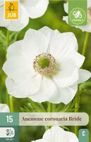 Anemone coronaria Bride - afbeelding 3