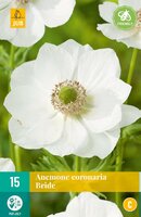Anemone coronaria Bride - afbeelding 2