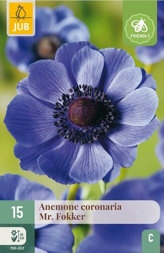 Anemone coronaria Mr. fokker - afbeelding 3