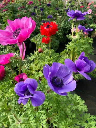 Anemone coronaria paars/roze mix 15 bollen - afbeelding 2