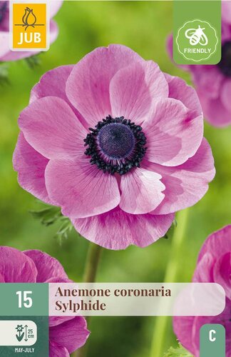 Anemone coronaria sylphide 15 bollen - afbeelding 3
