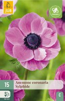 Anemone coronaria sylphide 15 bollen - afbeelding 3
