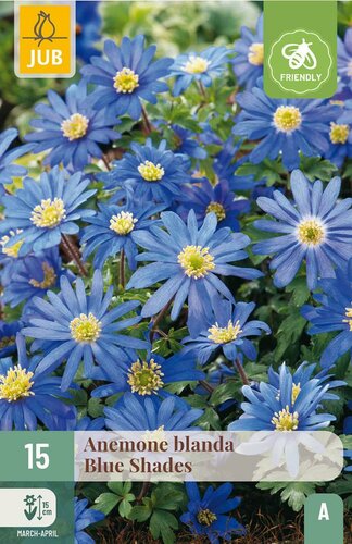 Anemoon blanda blue shades 15 bollen - afbeelding 4