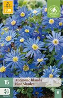 Anemoon blanda blue shades 15 bollen - afbeelding 4