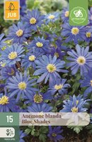 Anemoon blanda blue shades 15 bollen