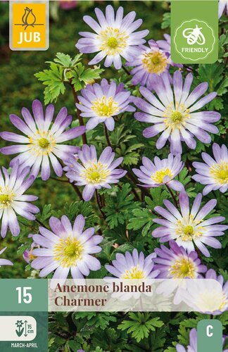 Anemoon Blanda Charmer 15 bollen - afbeelding 3