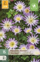 Anemoon Blanda Charmer 15 bollen