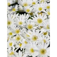 Anemoon coronaria bride 15 bollen - afbeelding 2