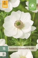 Anemoon coronaria bride 15 bollen