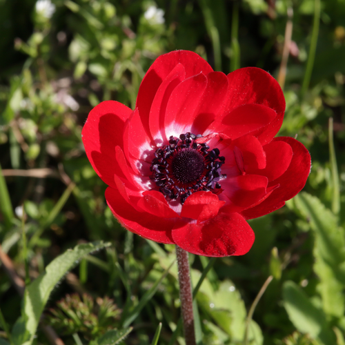 Anemoon coronaria Hollandia - afbeelding 3
