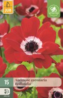 Anemoon coronaria Hollandia 15 bollen
