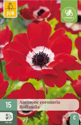 Anemoon coronaria Hollandia - afbeelding 2