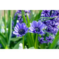 Anemoon coronaria Lord Lieutenant 15 bollen - afbeelding 2