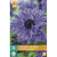 Anemoon coronaria Lord Lieutenant 15 bollen - afbeelding 1