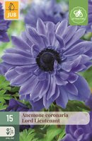 Anemoon coronaria Lord Lieutenant 15 bollen