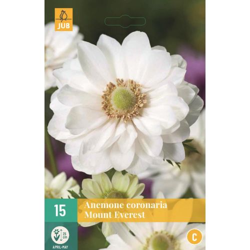 Anemoon coronaria mount everest 15 bollen