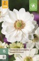 Anemoon coronaria mount everest 15 bollen