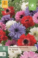 Anemoon coronaria st. Brigid mix 15 bollen