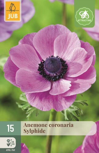 Anemoon Coronaria Sylphide 15 bollen - afbeelding 1